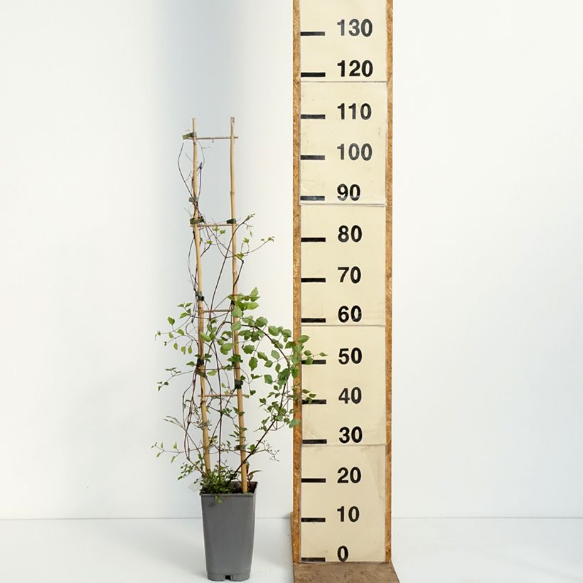 Spécimen de Clématite - Clematis texensis Notre-Dame de Paris Pot de 3L/4L tel que livré au printemps