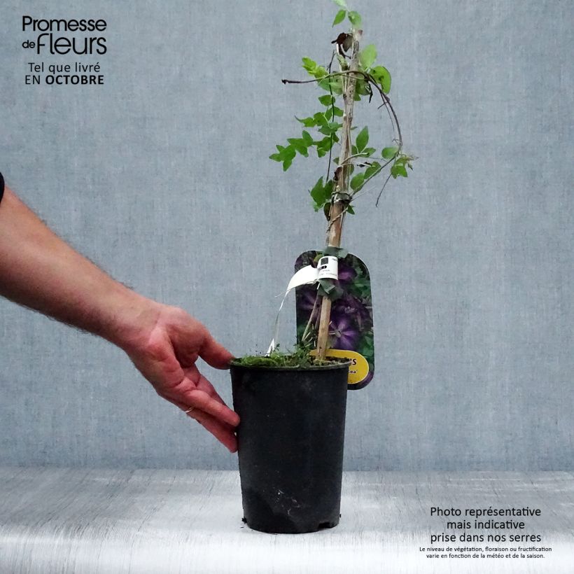 Spécimen de Clématite - Clematis The Vagabond Pot de 2L/3L tel que livré en automne