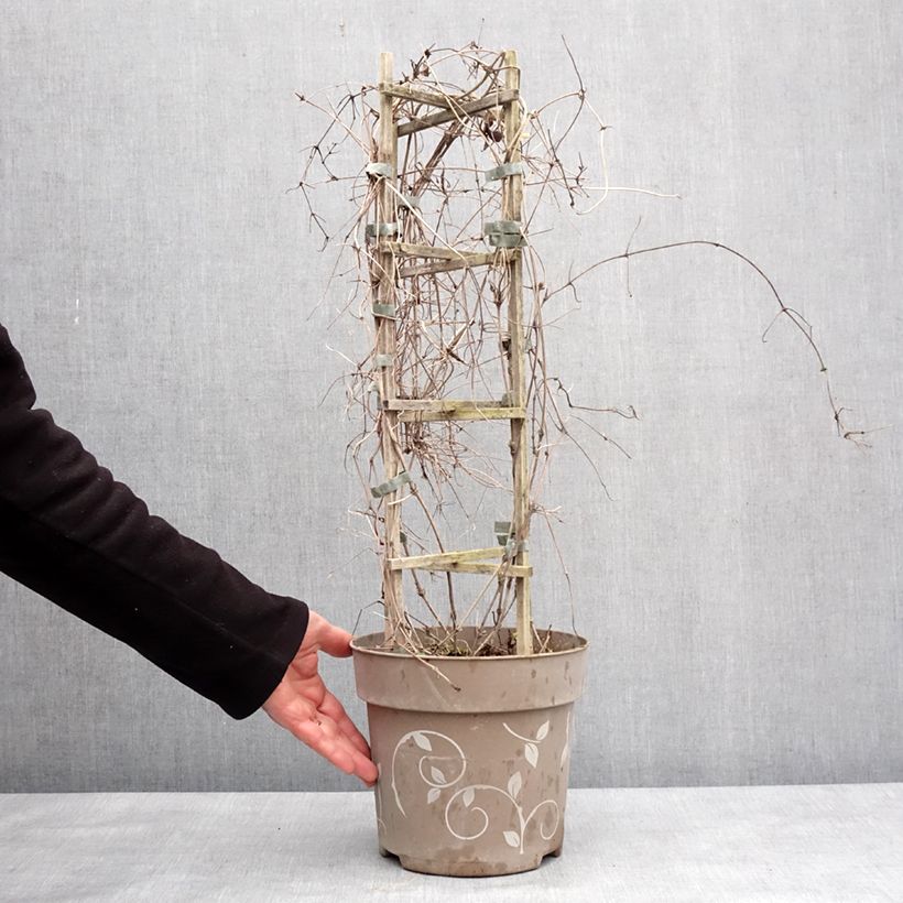 Spécimen de Clématite - Clematis Three Sisters tricolore Pot de 6L/7L tel que livré en hiver