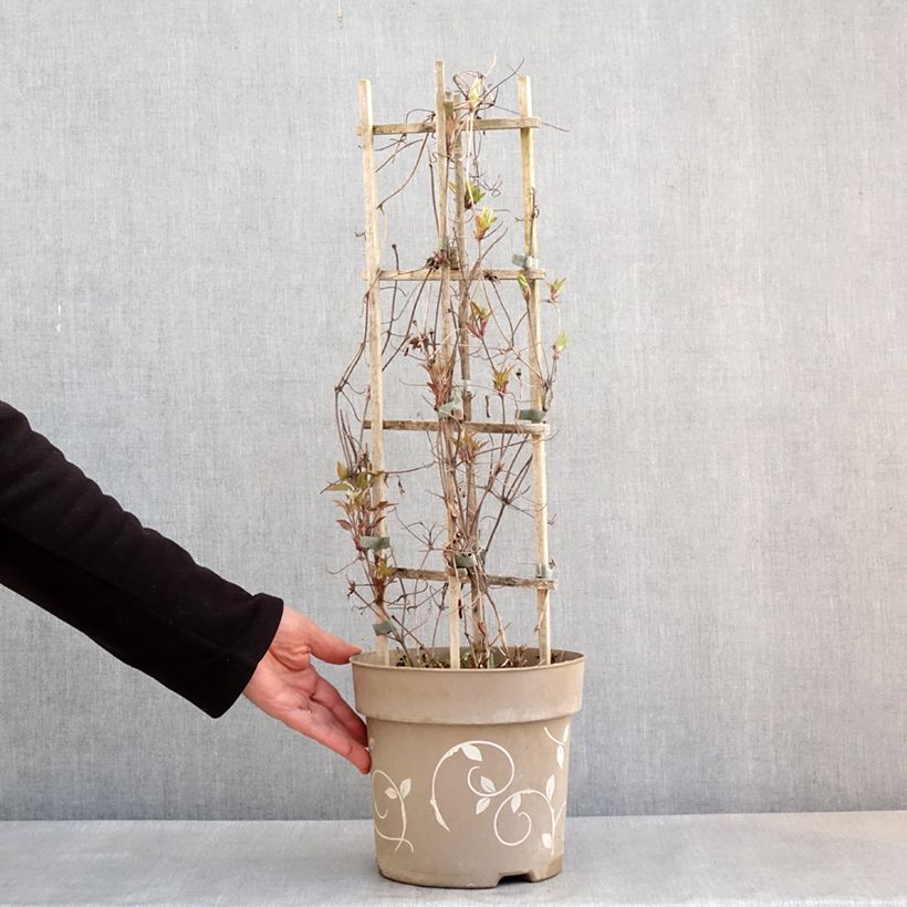 Spécimen de Clématite - Clematis Three Sisters tricolore Pot de 6L/7L tel que livré au printemps