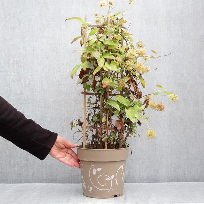 Spécimen de Clématite - Clematis Three Sisters trio bleu Pot de 6L/7L tel que livré en automne