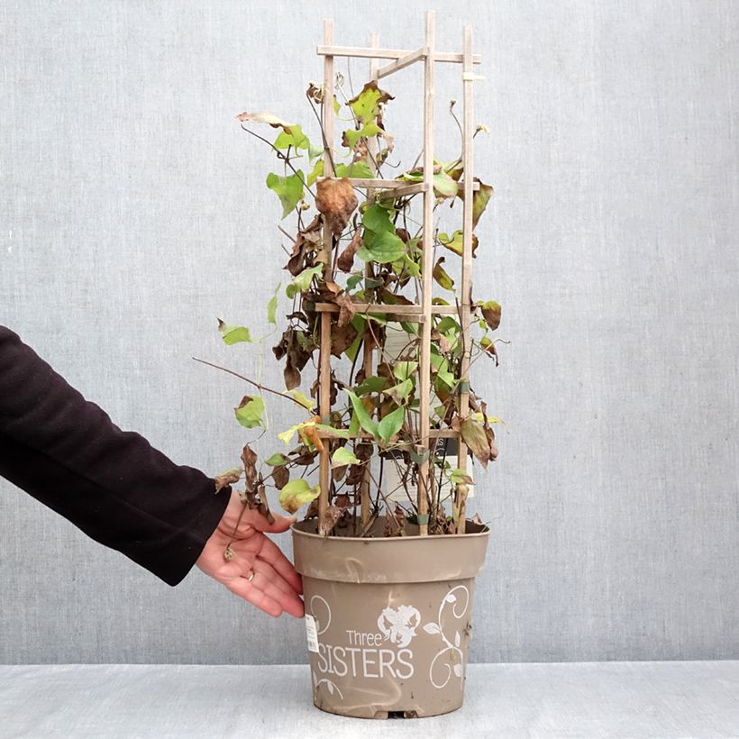 Spécimen de Clématite - Clematis Three Sisters trio rose Pot de 6L/7L tel que livré en automne