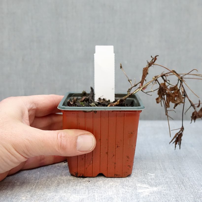 Spécimen de Clématite - Clematis Tumaini Godet de 8/9 cm tel que livré en hiver