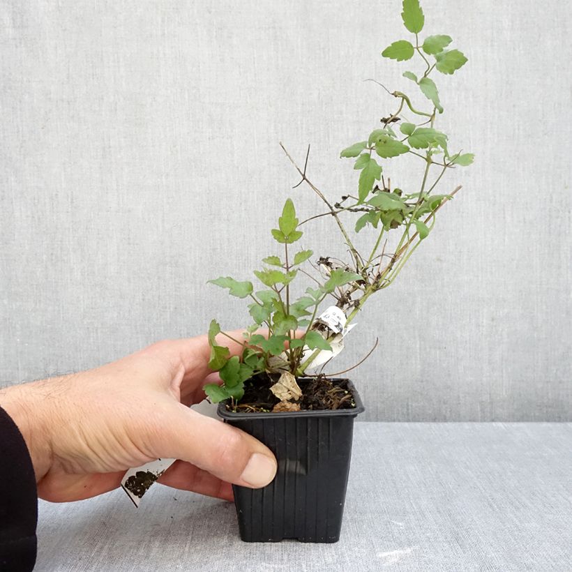 Spécimen de Clématite - Clematis vitalba Godet de 8/9 cm tel que livré en automne