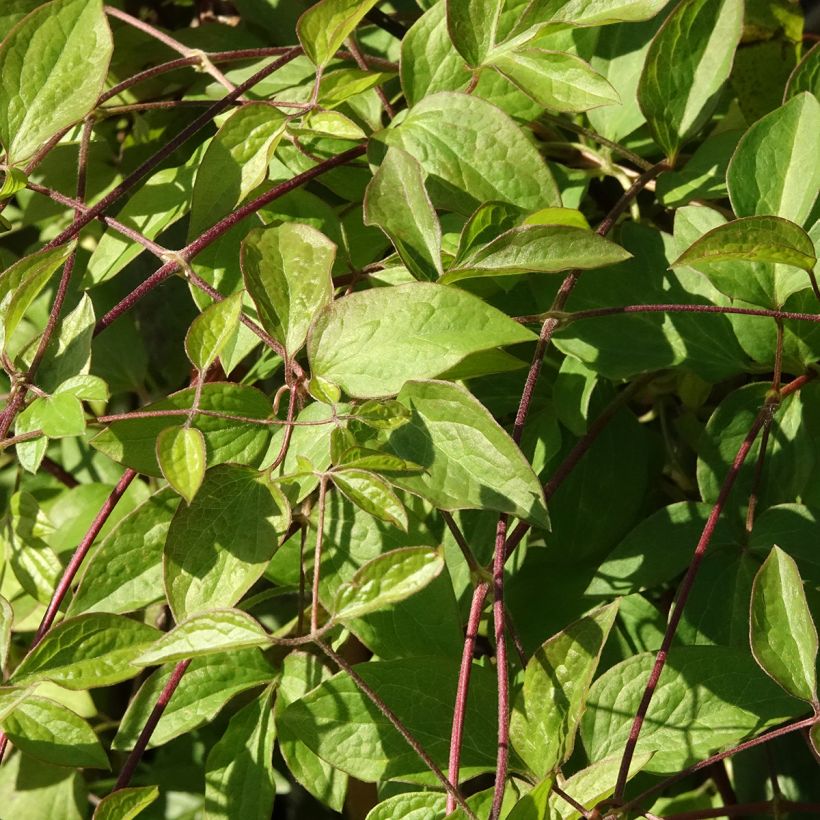 Clématite - Clematis viticella Aotearoa (Feuillage)