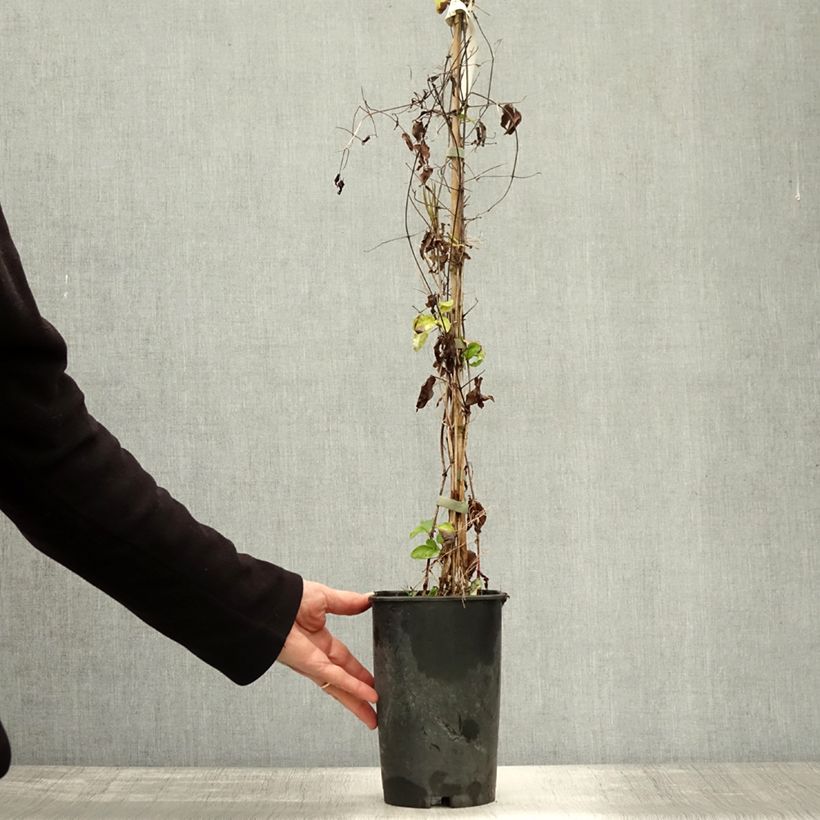 Spécimen de Clématite - Clematis viticella Aotearoa Pot de 2L/3L tel que livré en automne