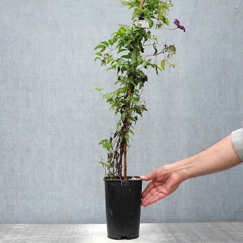 Spécimen de Clématite - Clematis viticella Aotearoa Pot de 2L/3L tel que livré en été