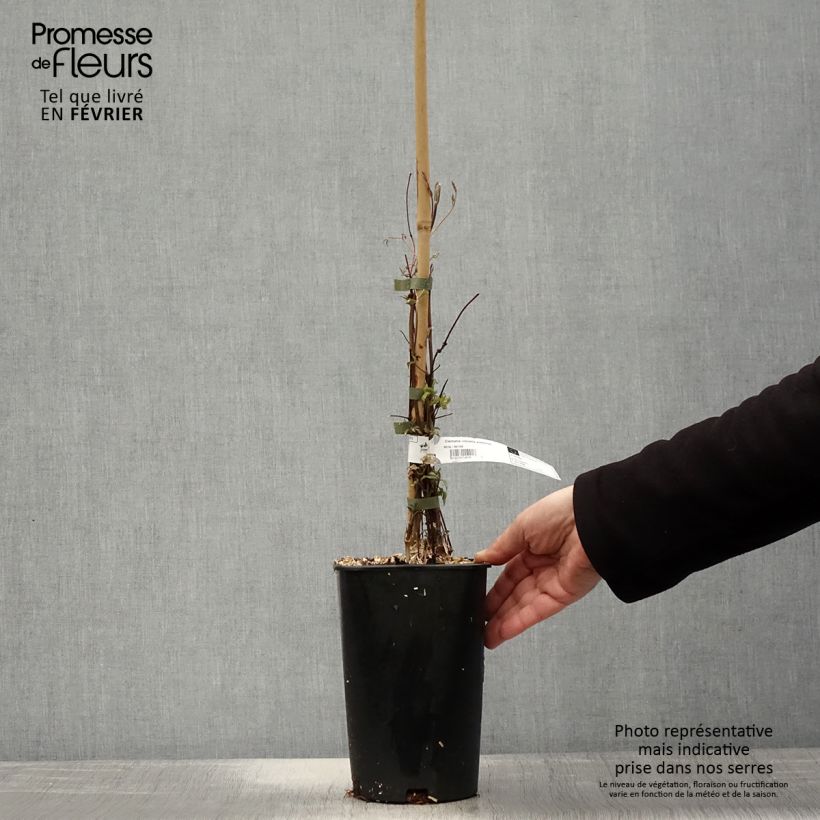 Spécimen de Clématite - Clematis viticella Aotearoa Pot de 2L/3L tel que livré en hiver
