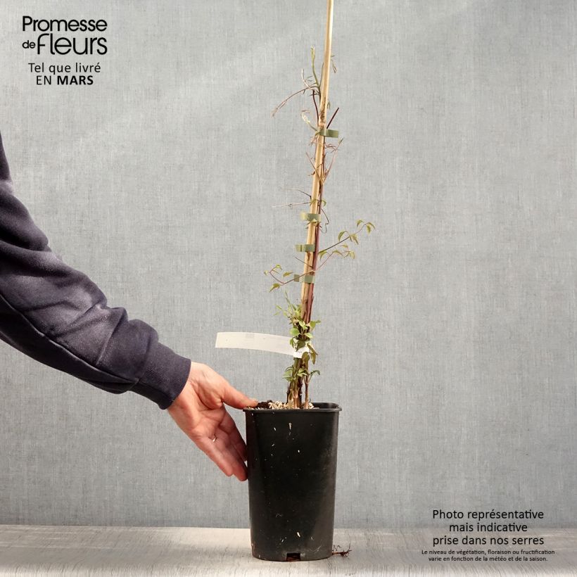 Spécimen de Clématite - Clematis viticella Aotearoa Pot de 2L/3L tel que livré au printemps