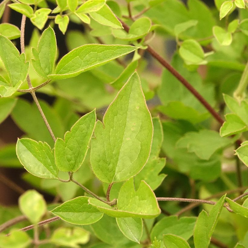 Clématite - Clematis viticella Caerulea Luxurians (Feuillage)
