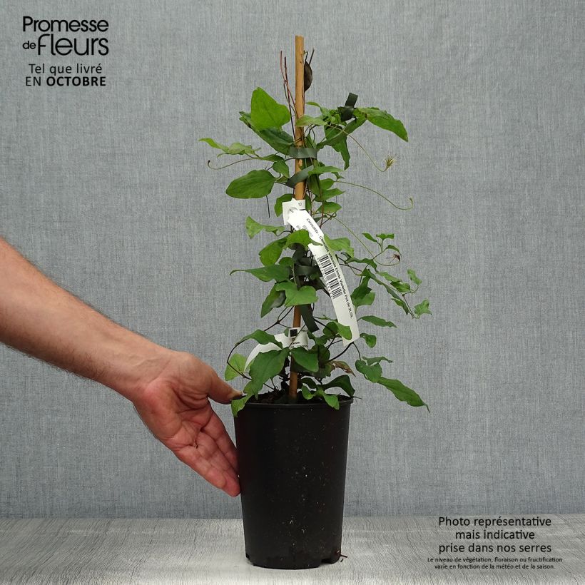 Spécimen de Clématite - Clematis viticella Etoile Violette Pot de 2L/3L tel que livré en automne