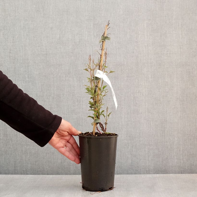 Spécimen de Clématite - Clematis viticella Glorious Red Pot de 1,5L/2L tel que livré au printemps