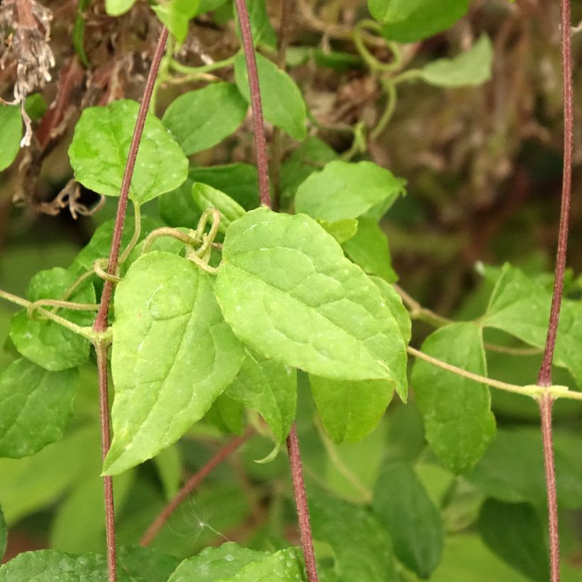 Clématite - Clematis viticella Mme Julia Correvon (Feuillage)