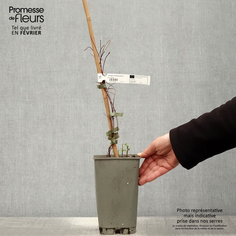 Spécimen de Clématite - Clematis viticella Panther Pot de 2L/3L tel que livré en hiver