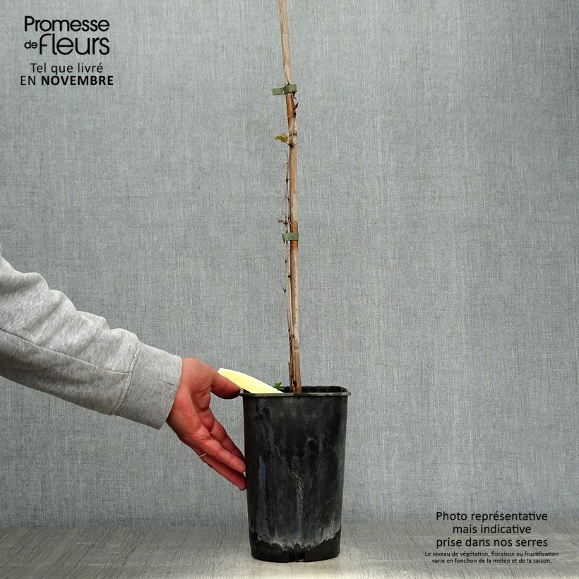Spécimen de Clématite - Clematis viticella Rosalyn Pot de 2L/3L tel que livré en automne