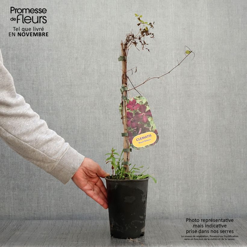 Spécimen de Clématite - Clematis viticella Royal Velours Pot de 2L/3L tel que livré en automne