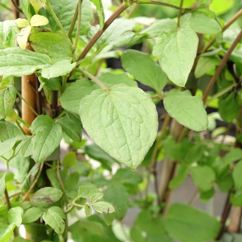 Clématite - Clematis viticella Rubra (Kermesina) (Feuillage)