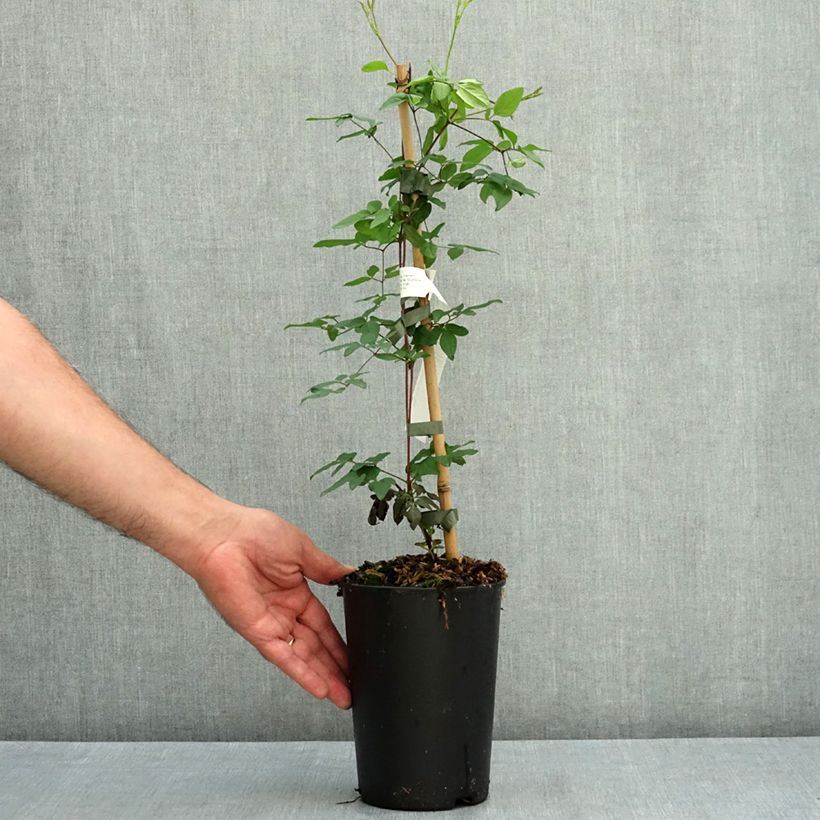 Spécimen de Clématite - Clematis viticella Welcome Home Pot de 2L/3L tel que livré en été