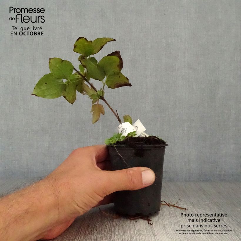 Spécimen de Clématite - Clematis Vyvyan Pennell Godet de 8/9 cm tel que livré en automne