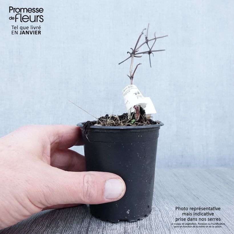 Spécimen de Clématite - Clematis Vyvyan Pennell Godet de 8/9 cm tel que livré en hiver