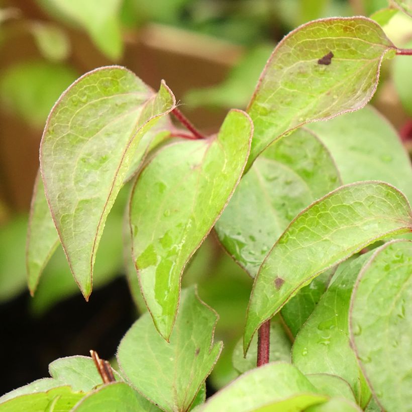 Clématite - Clematis Vyvyan Pennell (Feuillage)