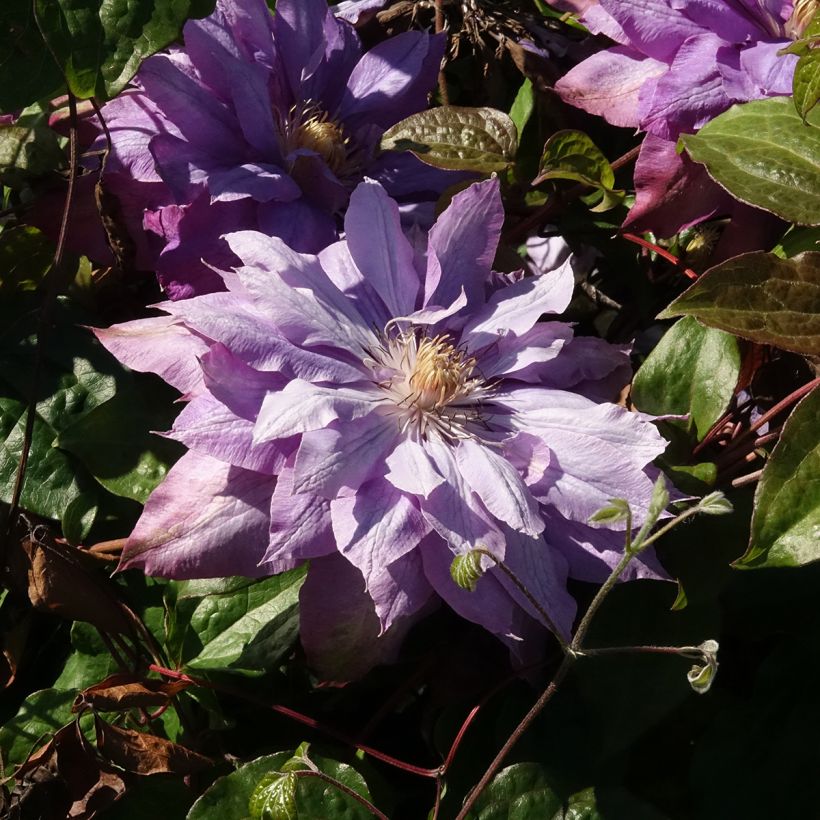 Clématite - Clematis Vyvyan Pennell (Floraison)