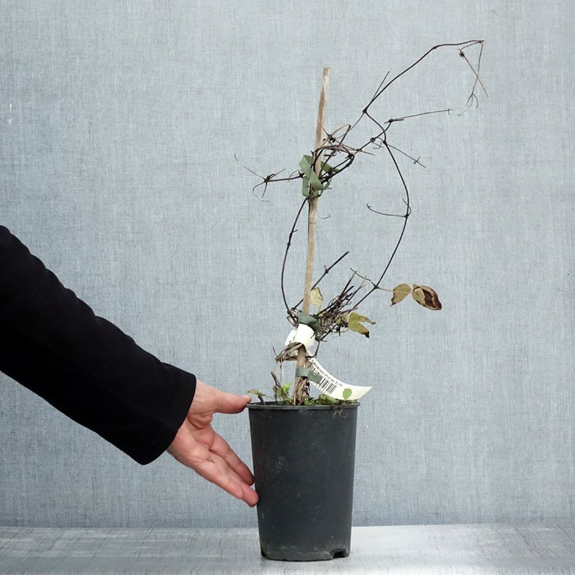 Spécimen de Clématite - Clematis Yukiokoshi Pot de 2L/3L tel que livré en automne