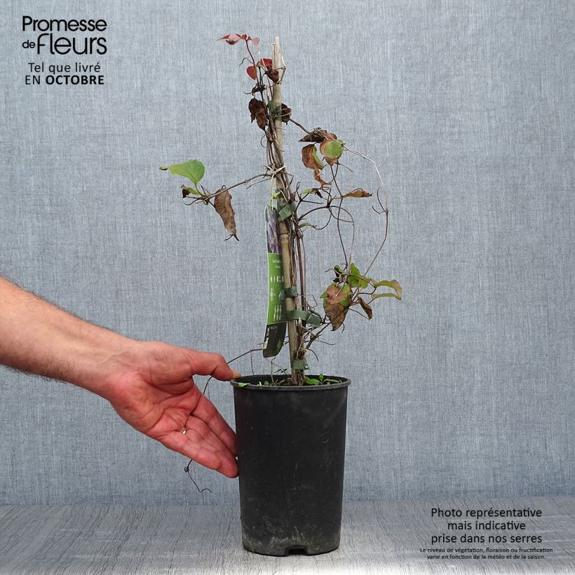 Spécimen de Clématite - Clematis Yvette Houry Pot de 1,5L/2L tel que livré en automne