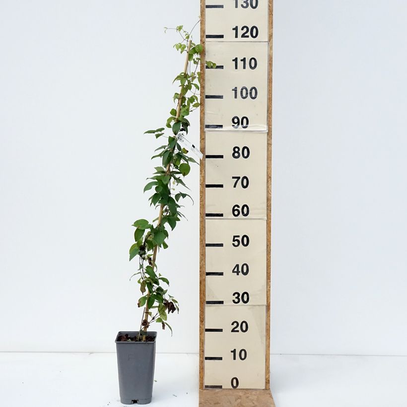 Spécimen de Clématite Delphine Pot de 2L/3L tel que livré en automne