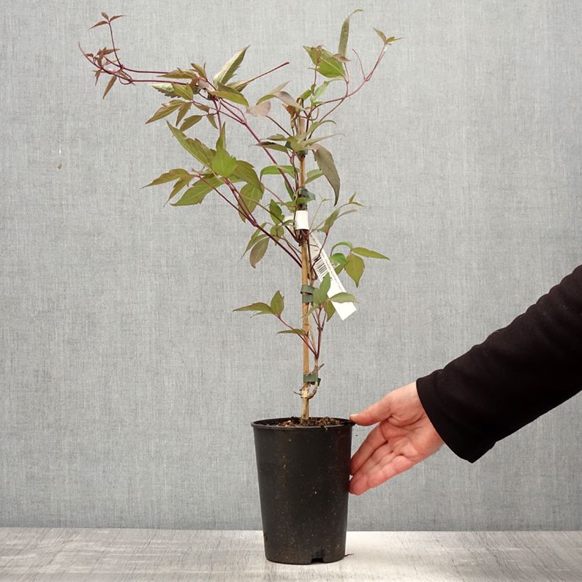 Spécimen de Clématite des montagnes - Clematis montana Fragrant Spring Pot de 1,5L/2L tel que livré au printemps