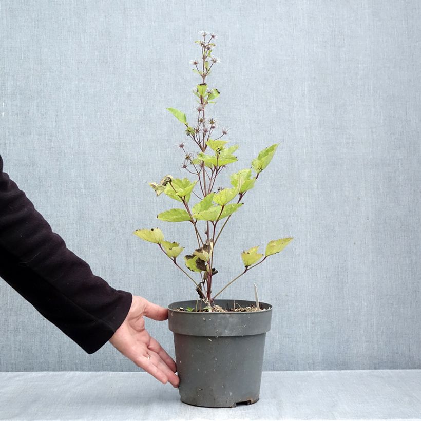 Spécimen de Clématite herbacée - Clematis heracleifolia China Purple Pot de 2L/3L tel que livré en automne