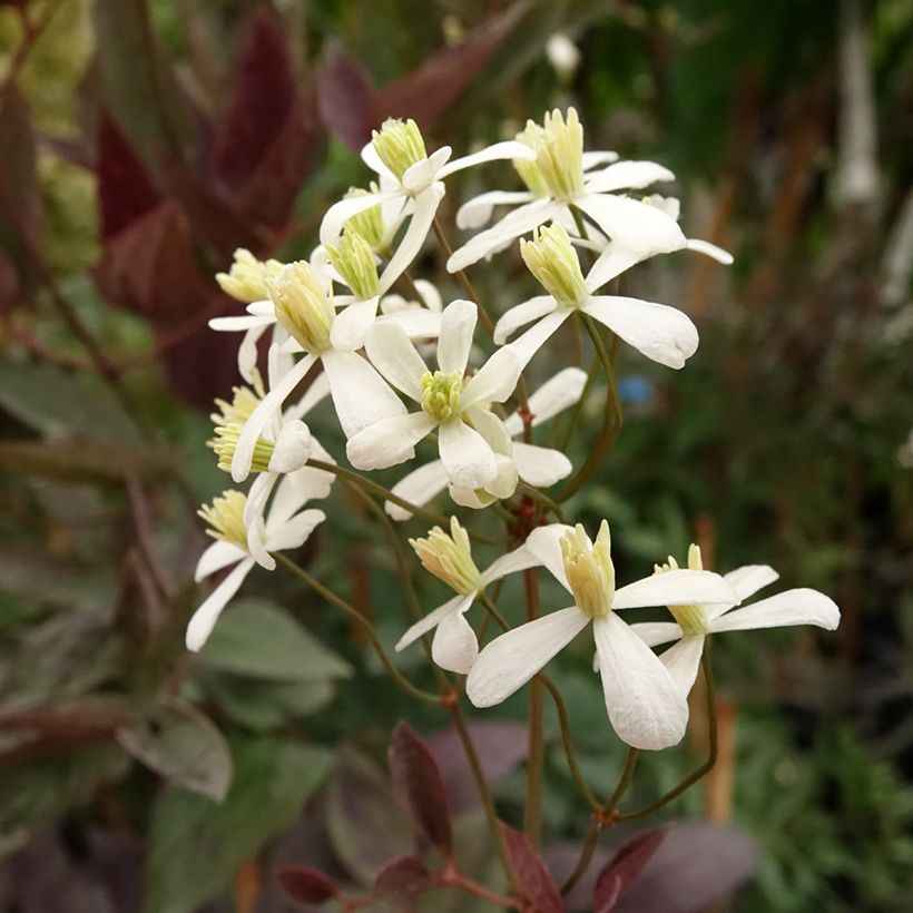 Clématite Herbacée Recta Purpurea (Floraison)