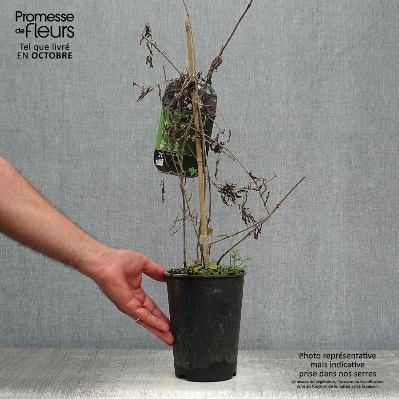 Spécimen de Clématite Herbacée Recta Purpurea Pot de 2L/3L tel que livré en automne