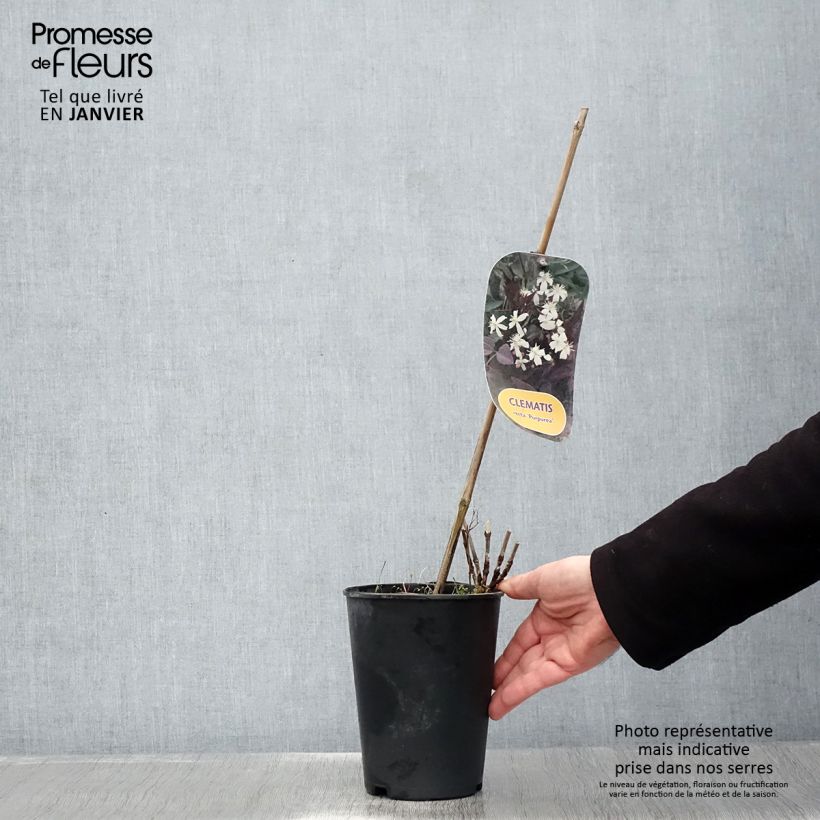 Spécimen de Clématite Herbacée Recta Purpurea Pot de 2L/3L tel que livré en hiver