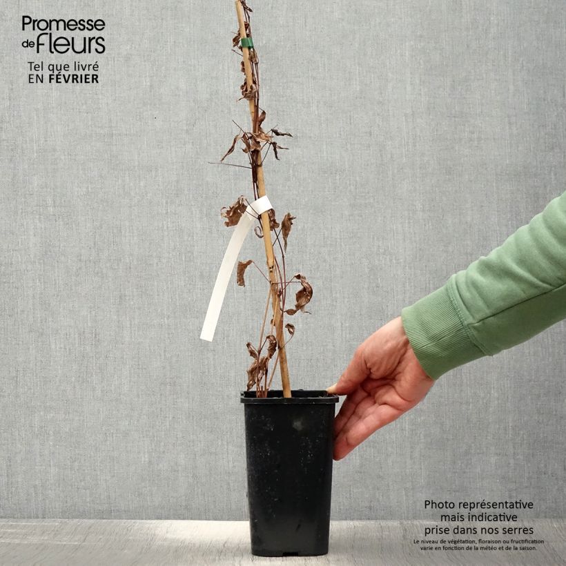 Spécimen de Clématite integrifolia - Clematis integrifolia Blue Boy Pot de 1,5L/2L tel que livré en hiver