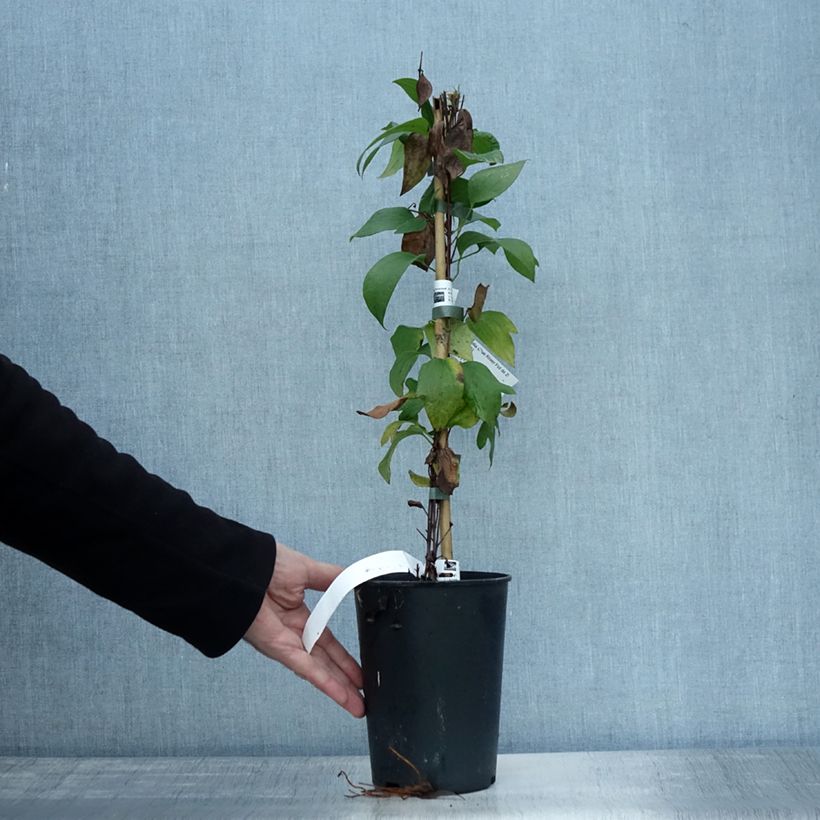 Spécimen de Clématite - Clematis integrifolia Blue River Pot de 2L/3L tel que livré en automne