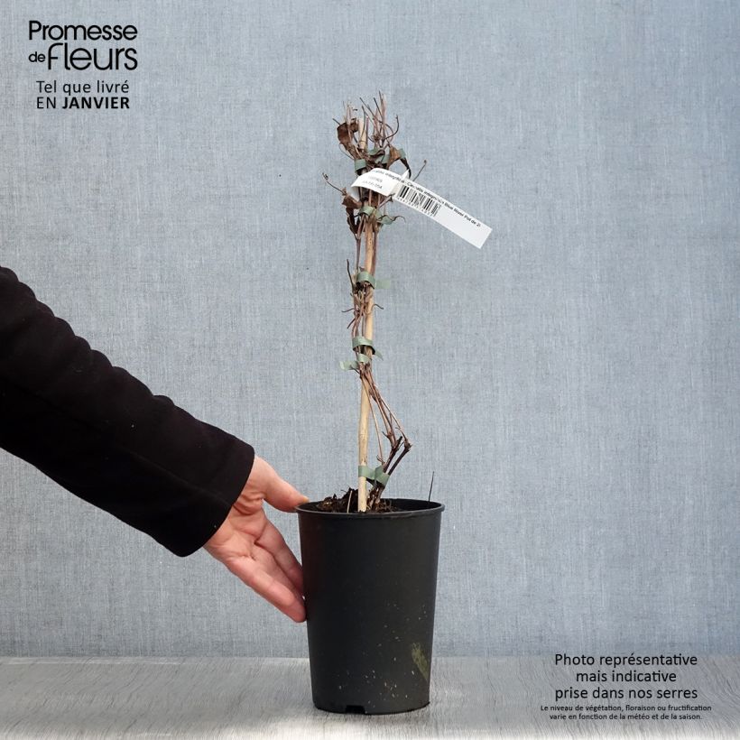 Spécimen de Clématite - Clematis integrifolia Blue River Pot de 2L/3L tel que livré en hiver