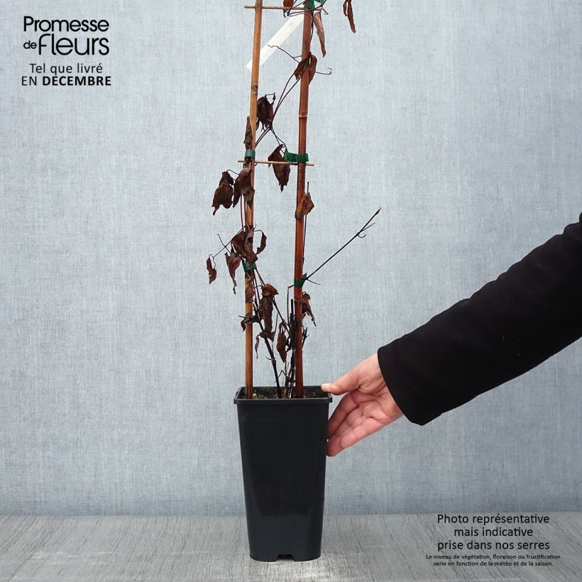 Spécimen de Clématite integrifolia Saphyra Duo Rose Pot de 2L/3L tel que livré en automne