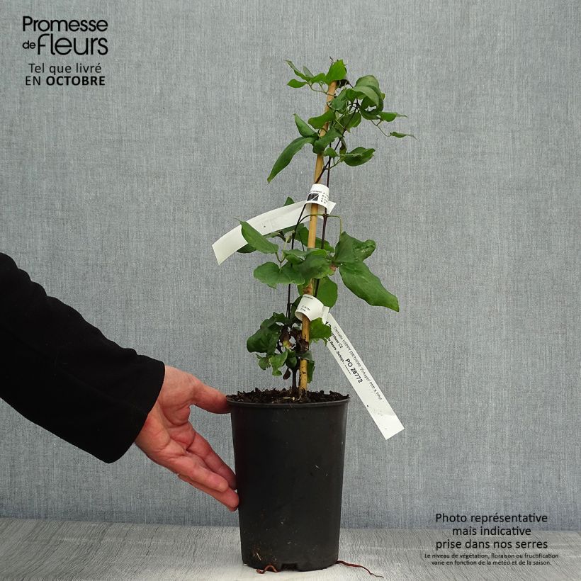 Spécimen de Clématite italienne - Clematis viticella Happy Birthday Pot de 1,5L/2L tel que livré en automne