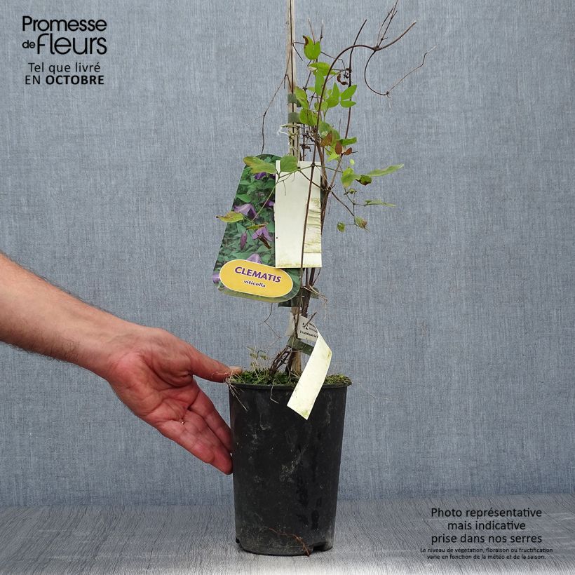 Spécimen de Clématite italienne - Clematis viticella Pot de 1,5L/2L tel que livré en automne
