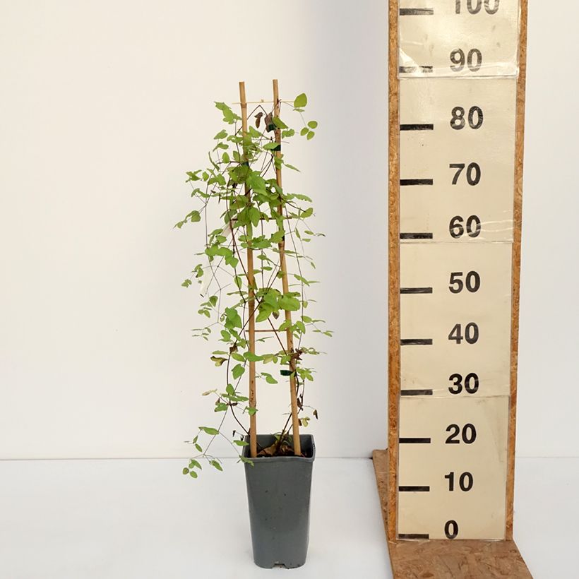 Spécimen de Clématite italienne - Clematis viticella Walemburg Pot de 1,5L/2L tel que livré en automne