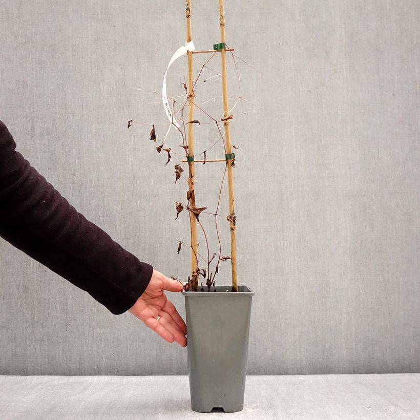 Spécimen de Clématite italienne - Clematis viticella Walemburg Pot de 1,5L/2L tel que livré en hiver