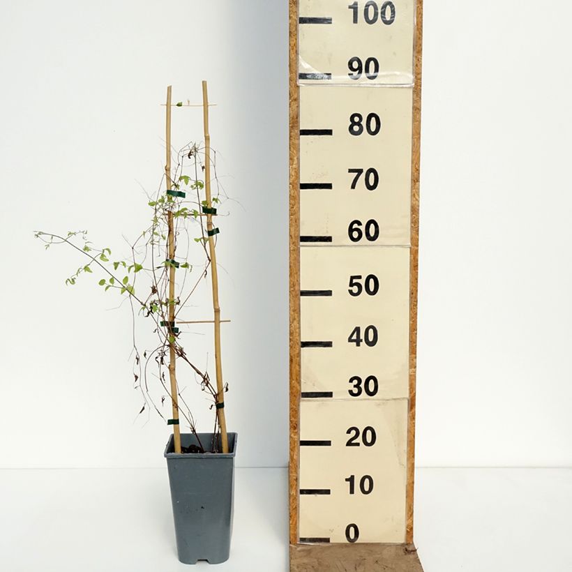 Spécimen de Clématite italienne - Clematis viticella Walemburg Pot de 1,5L/2L tel que livré au printemps