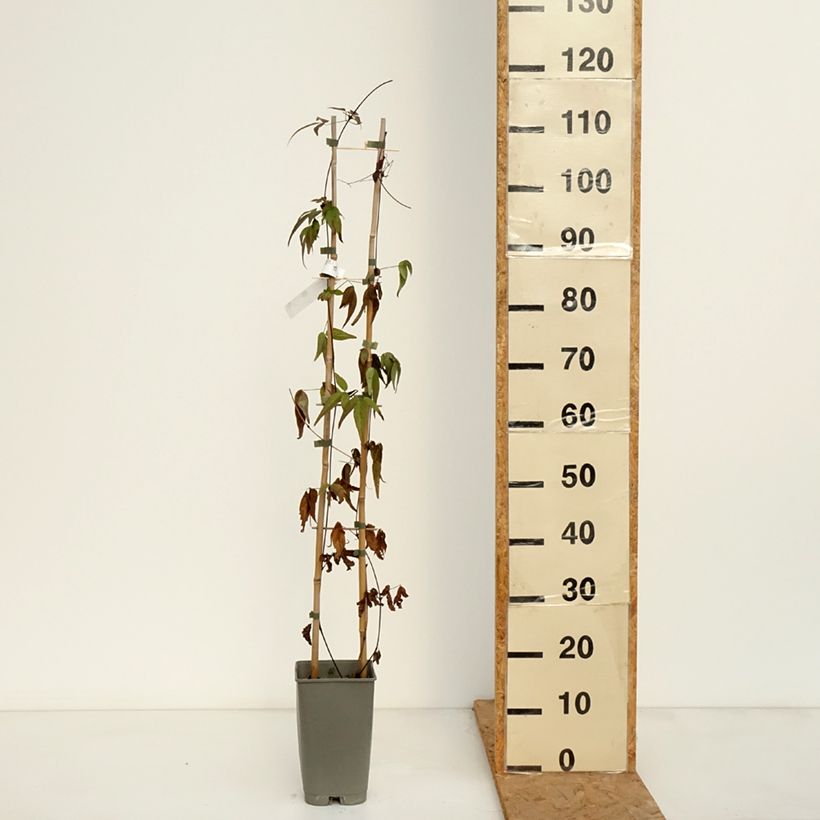 Spécimen de Clématite Lavallée n°1 Pot de 2L/3L tel que livré en automne