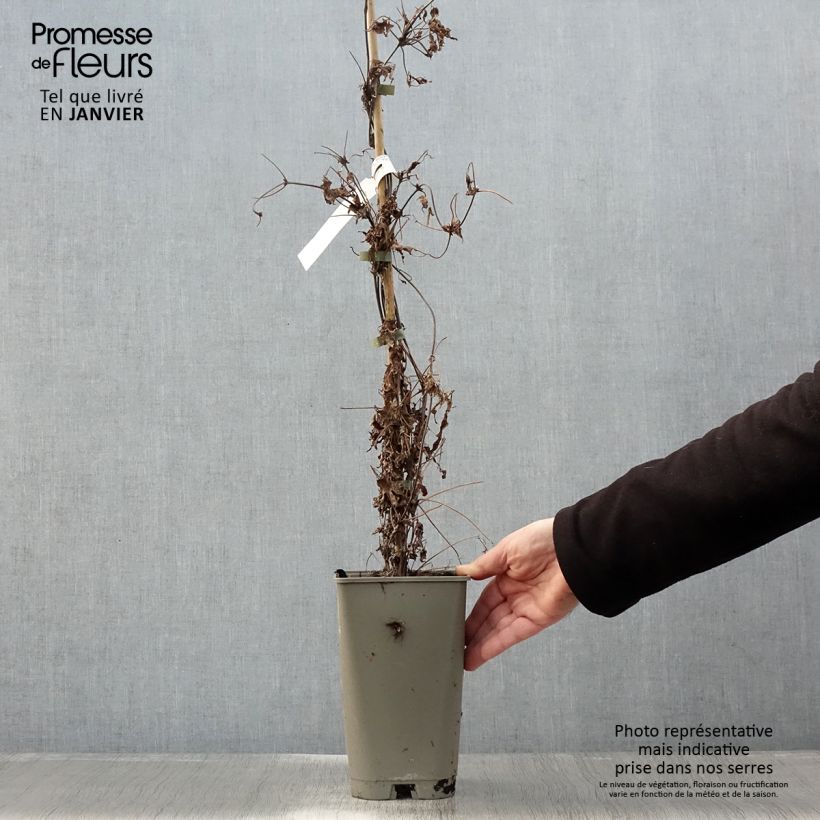 Spécimen de Clématite macropetala - Clematis macropetala Willy Pot de 2L/3L tel que livré en hiver