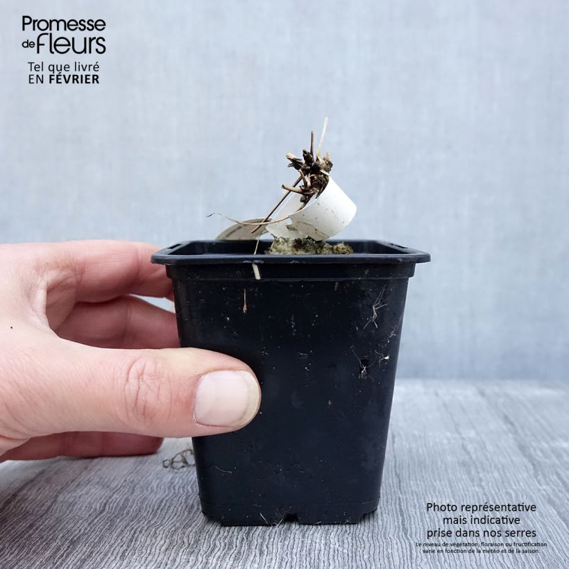 Spécimen de Clématite macropetala Godet de 8/9 cm tel que livré en hiver