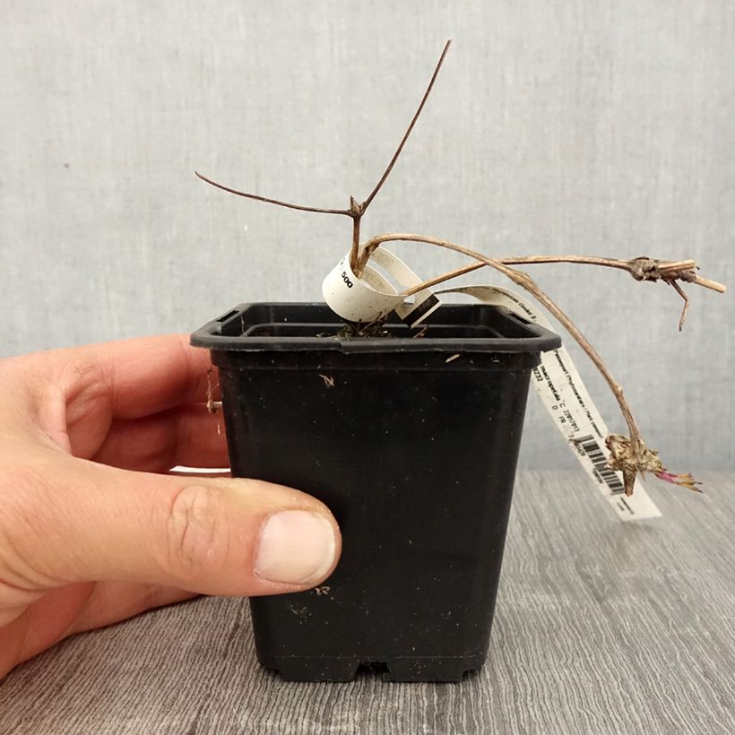 Clematis macropetala Maceta de 8/9 cm Ejemplar entregado en la primavera