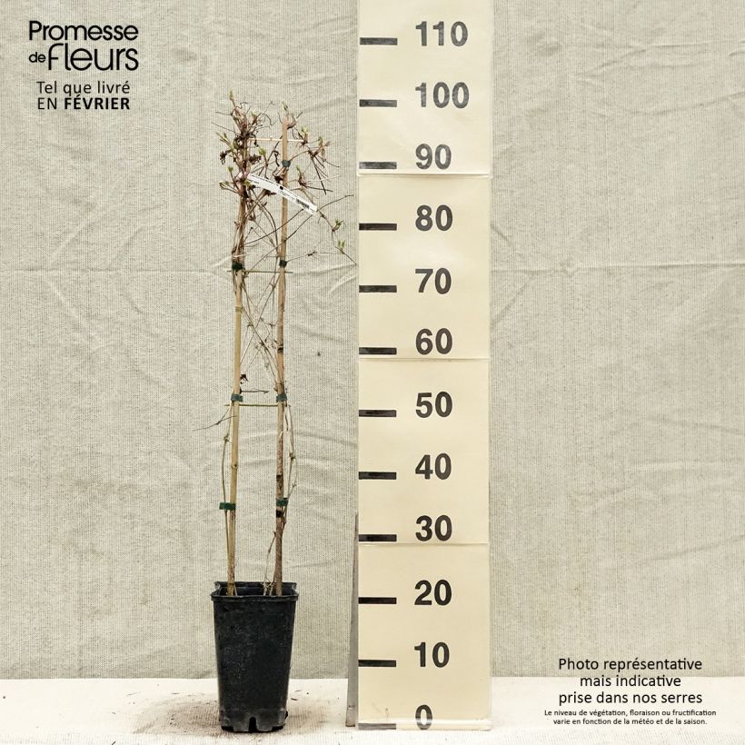 Spécimen de Clématite macropetala Pot de 3L/4L tel que livré en hiver