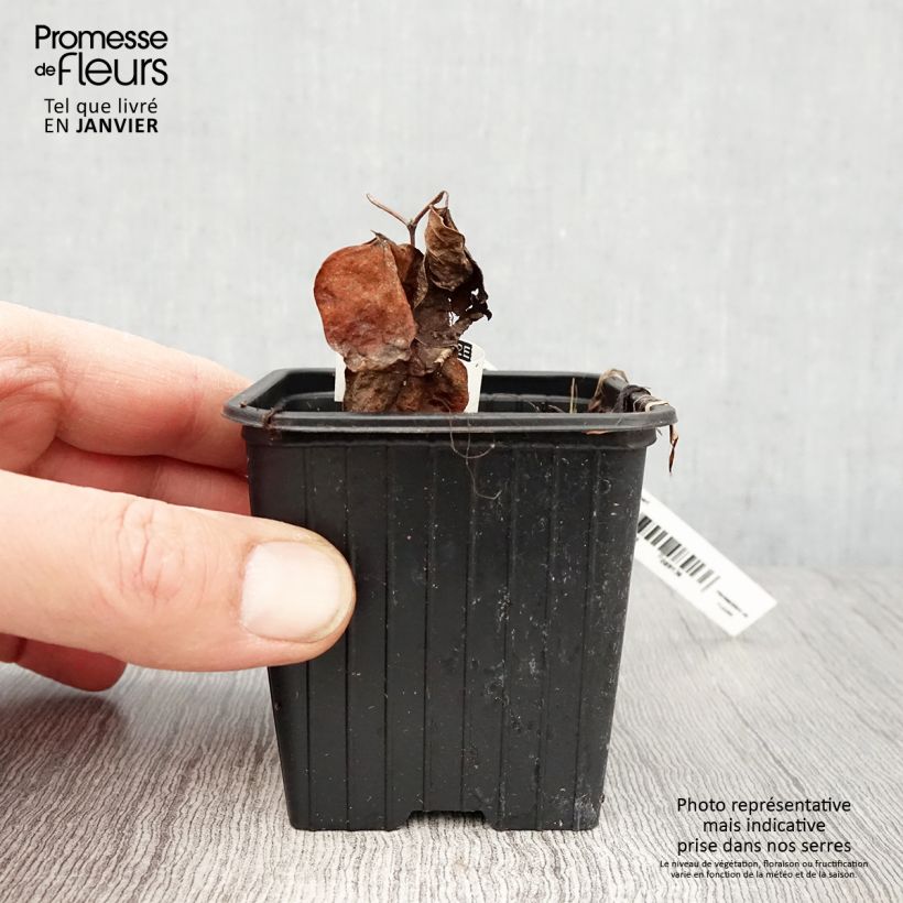 Spécimen de Clématite Mme Lecoultre Godet de 8/9 cm tel que livré en hiver