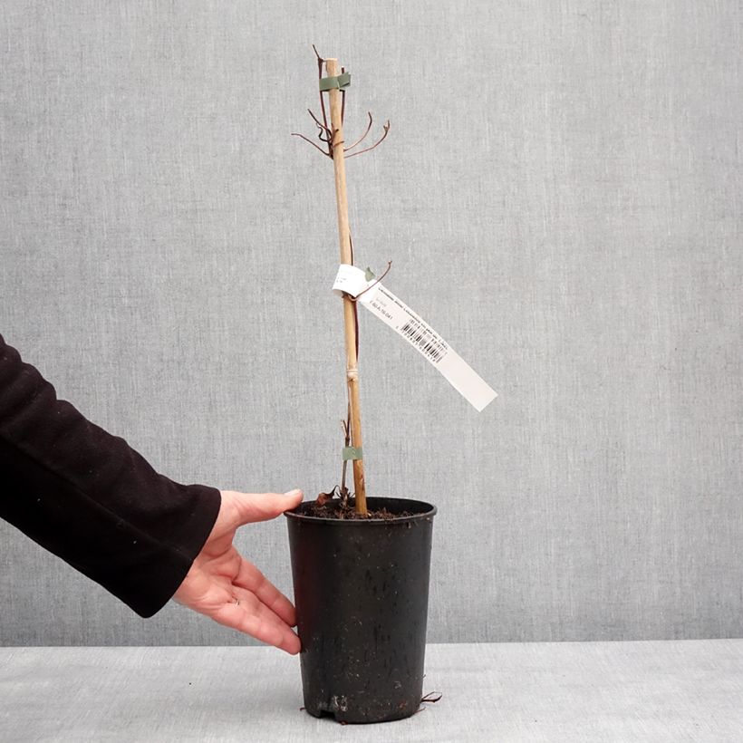 Spécimen de Clématite Mme Lecoultre Pot de 1,5L/2L tel que livré en hiver